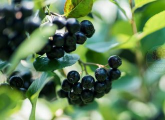 Je li aronija štetna po zdravlje